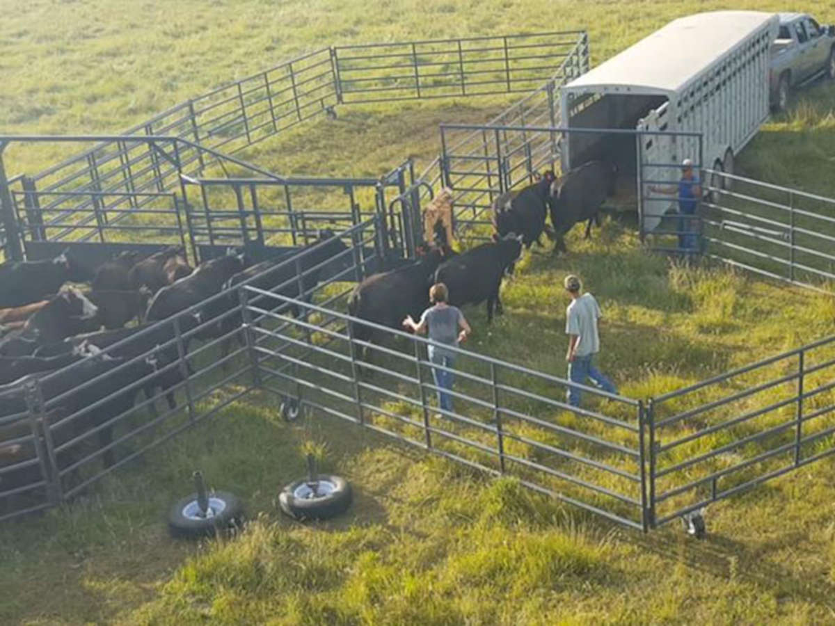 Wrangler Portable Corrals